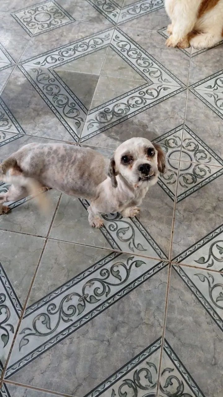 Cachorro
