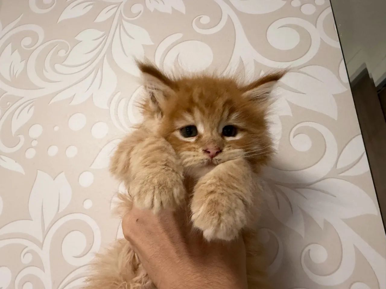 Gato Mainecoon ? - Foto 3