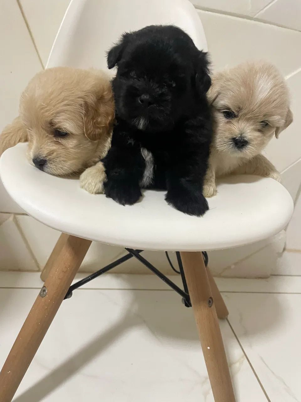 Shihtzu com poodle - Foto 3