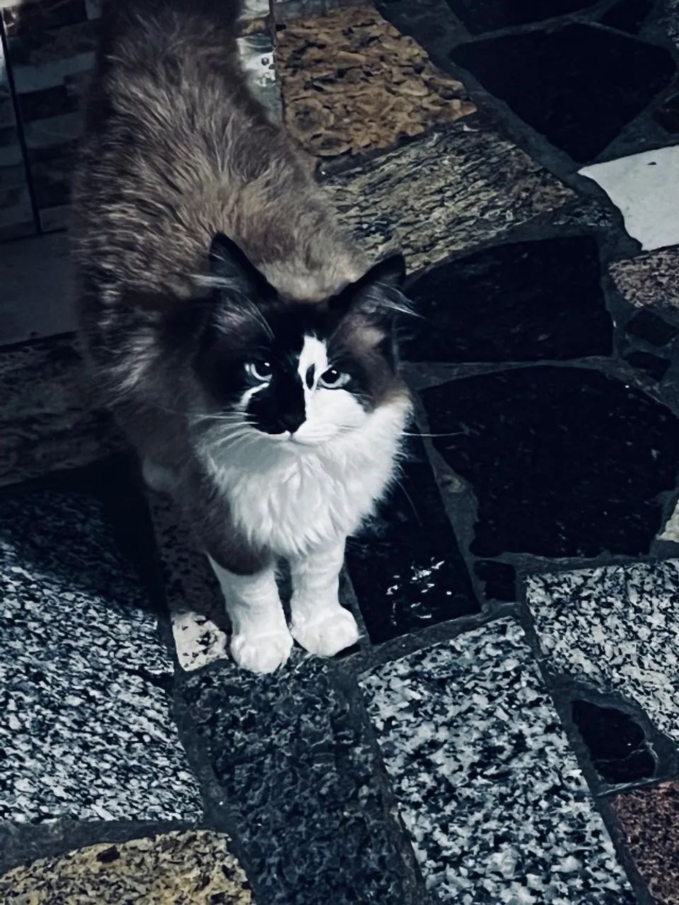 Doação de gatinha linda  - Foto 2