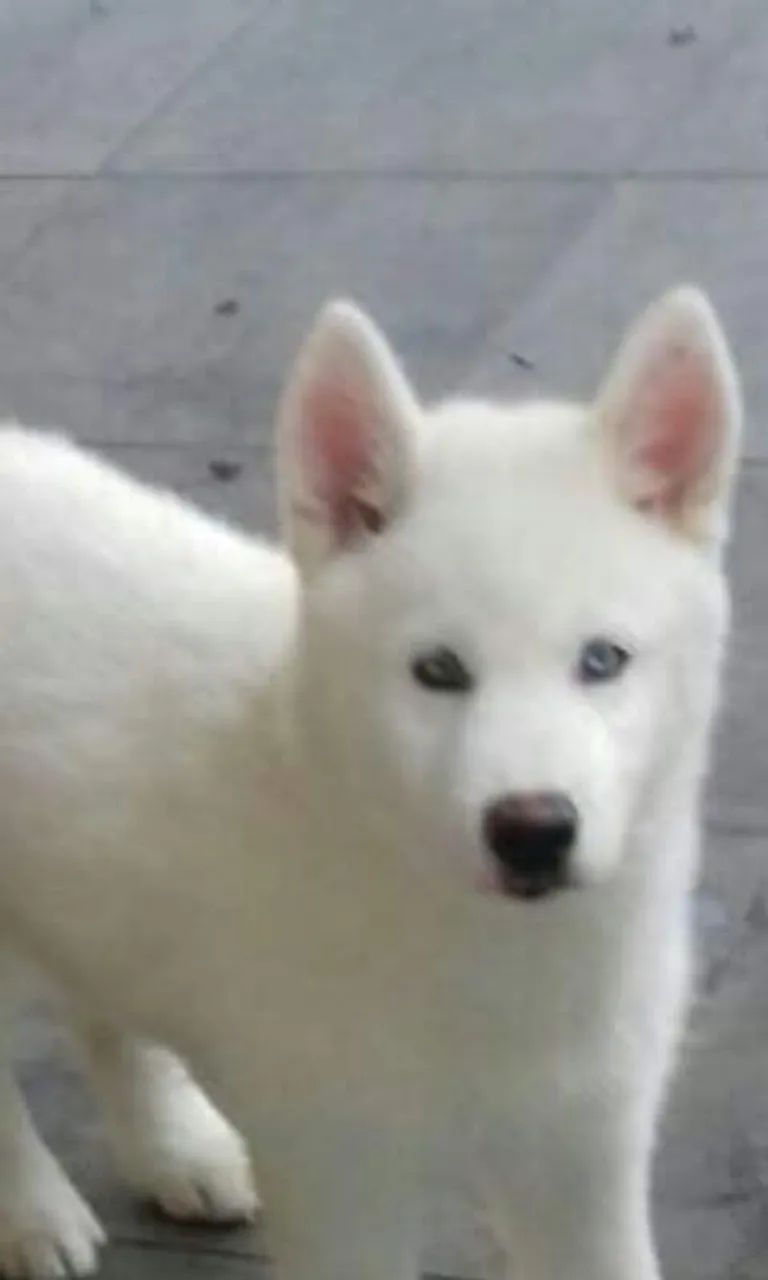 Husky macho filhote  - Foto 5