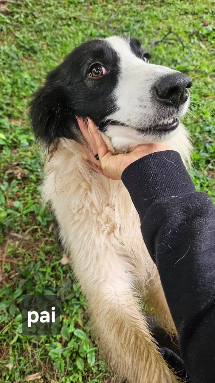 Filhotes Border Collie  - Foto 5