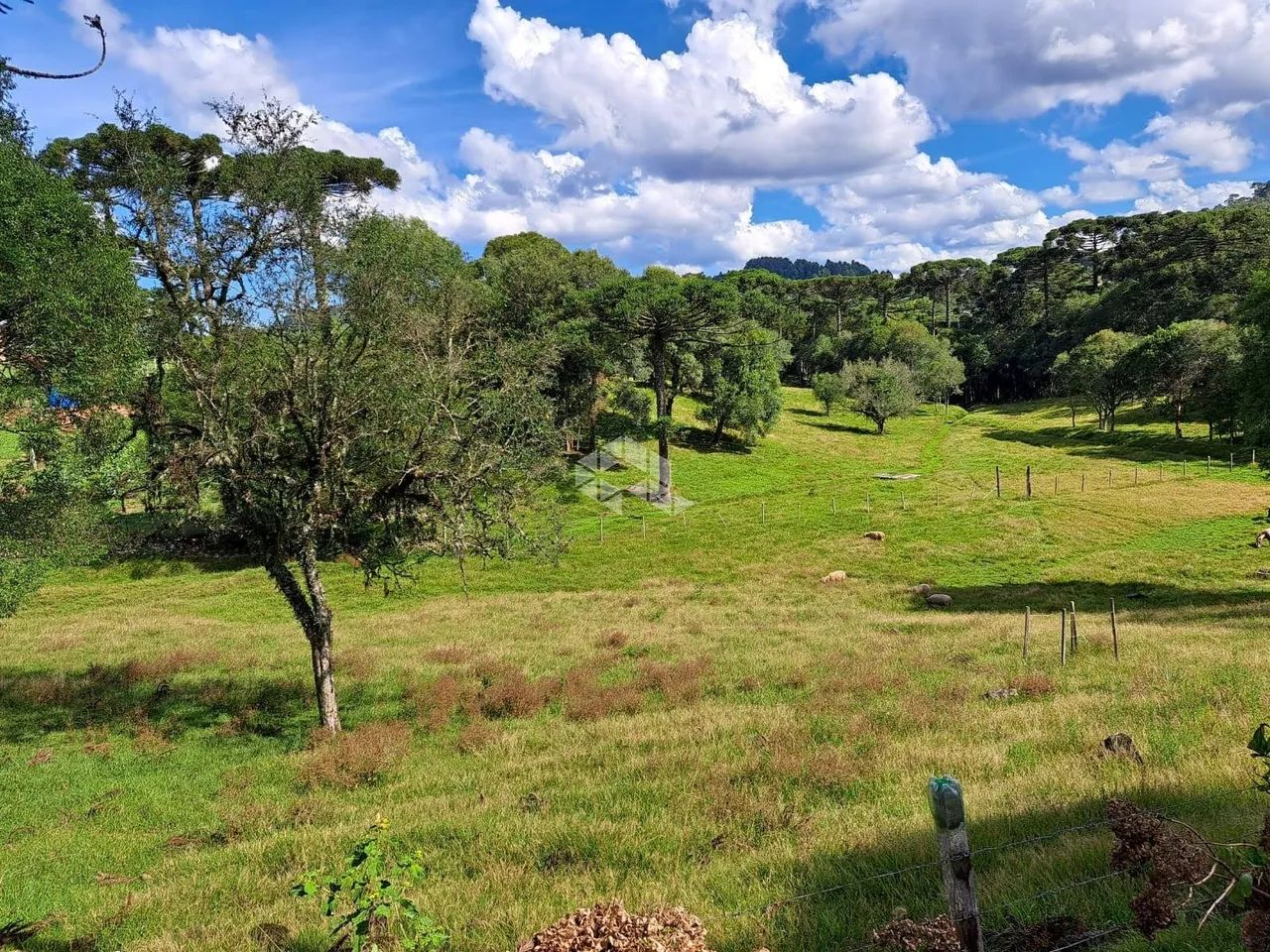 Chácara na Linha Vicentina - Foto 5