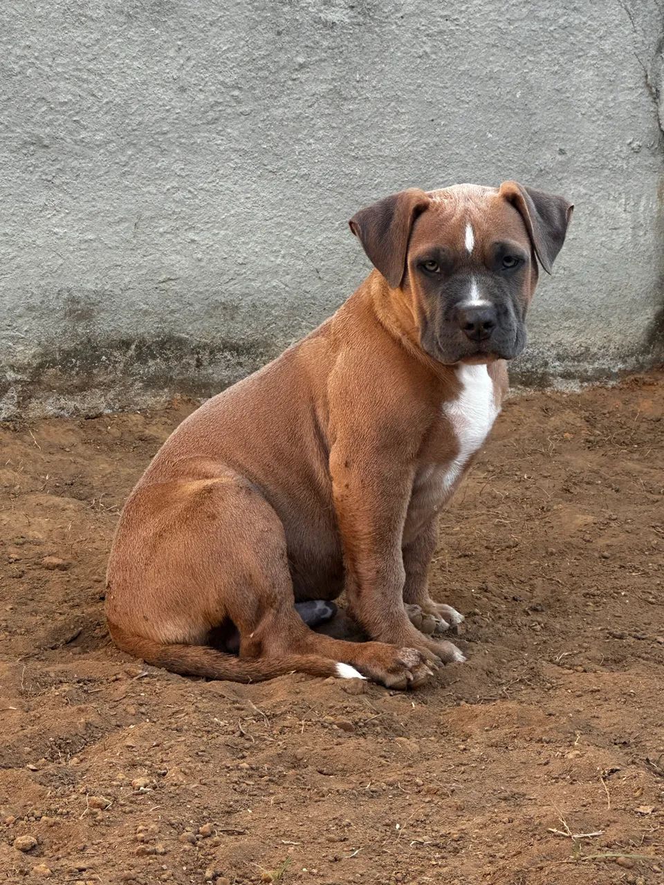 Pit monster com pedigree  - Foto 3