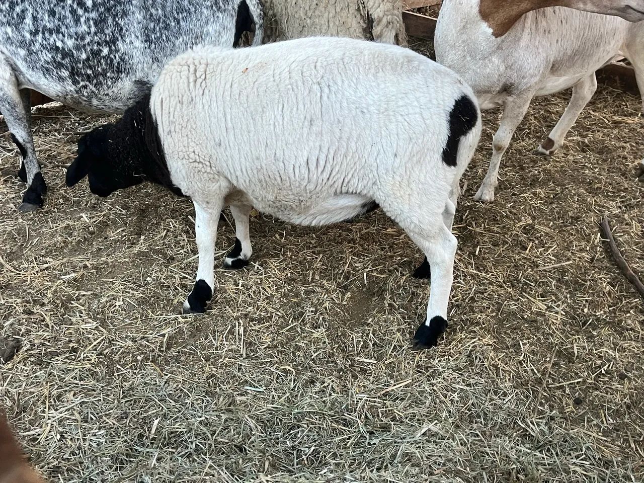 Borrego doper  - Foto 3