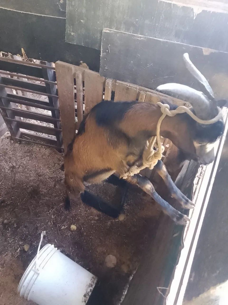 Chama - Foto 3