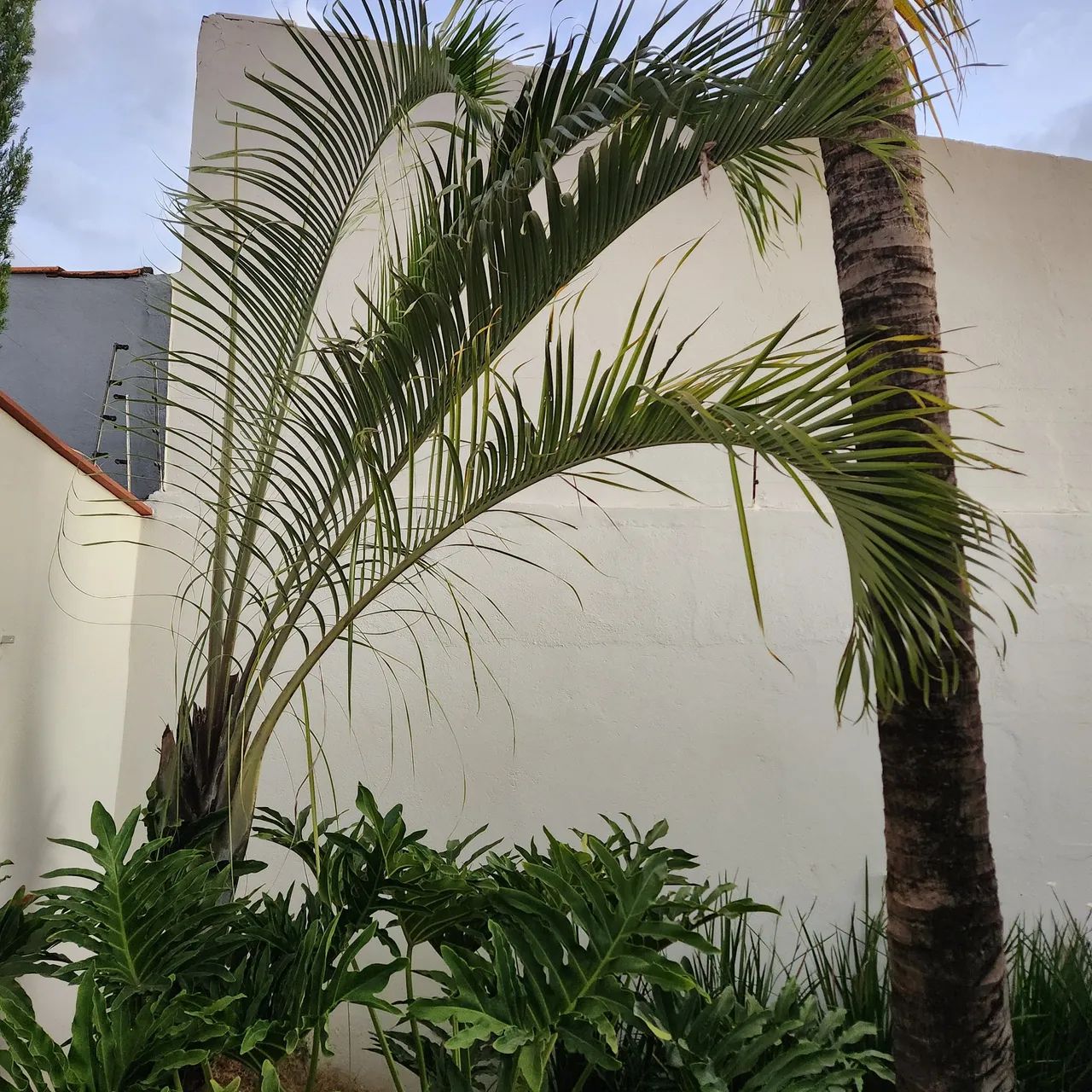 Palmeira Triangular - Foto 4