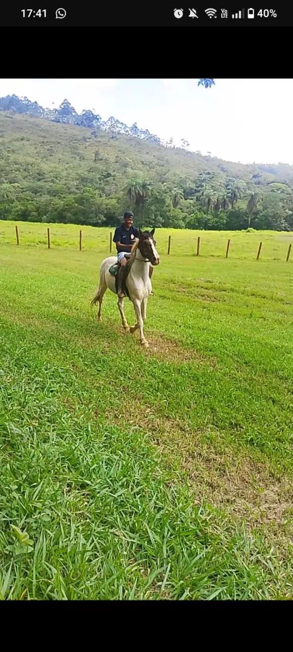 Cavalo manga larga  - Foto 4