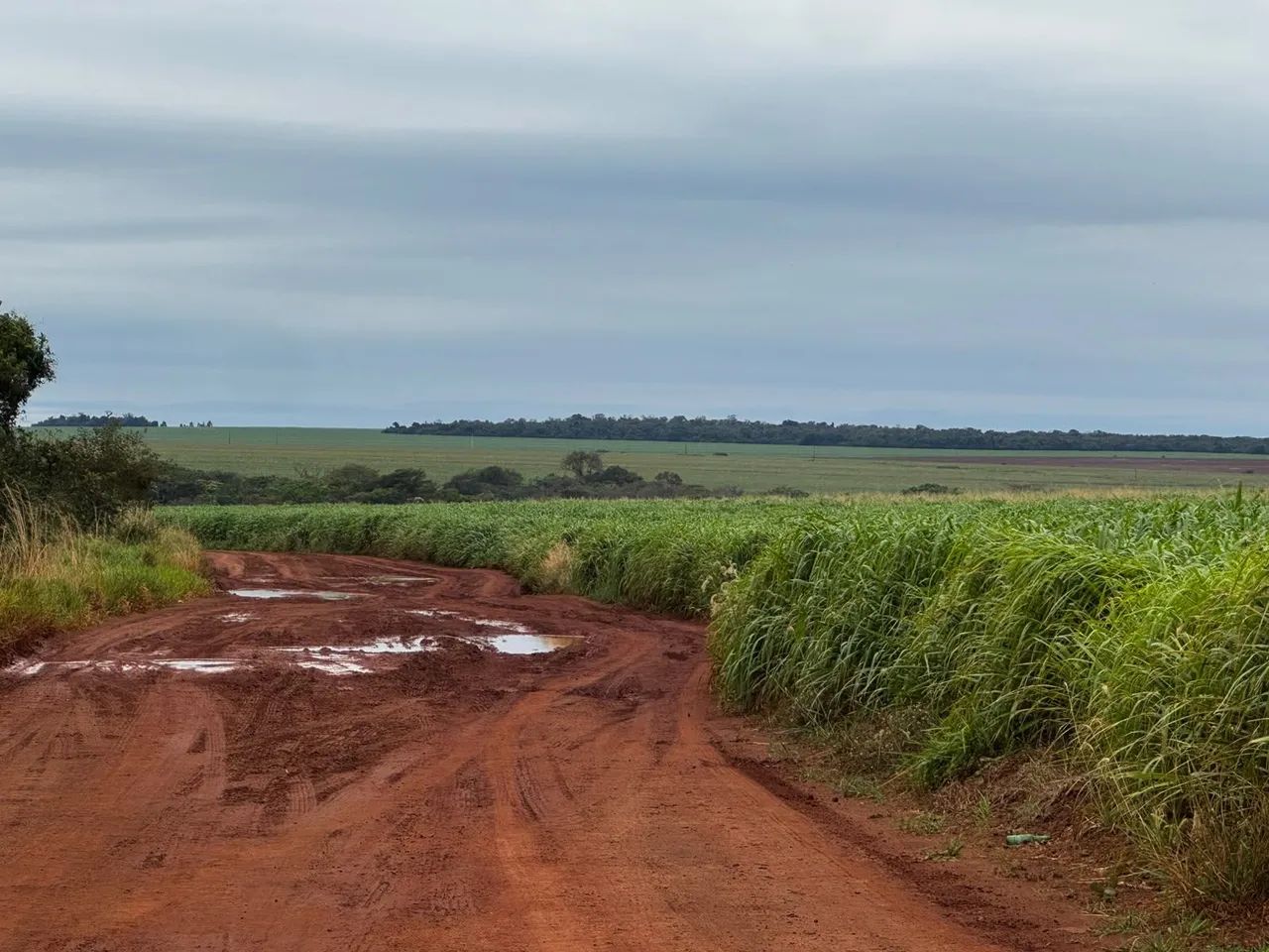 Fazenda de arrendamento Soja, 670 hec em nova alvorada MS. - Foto 4