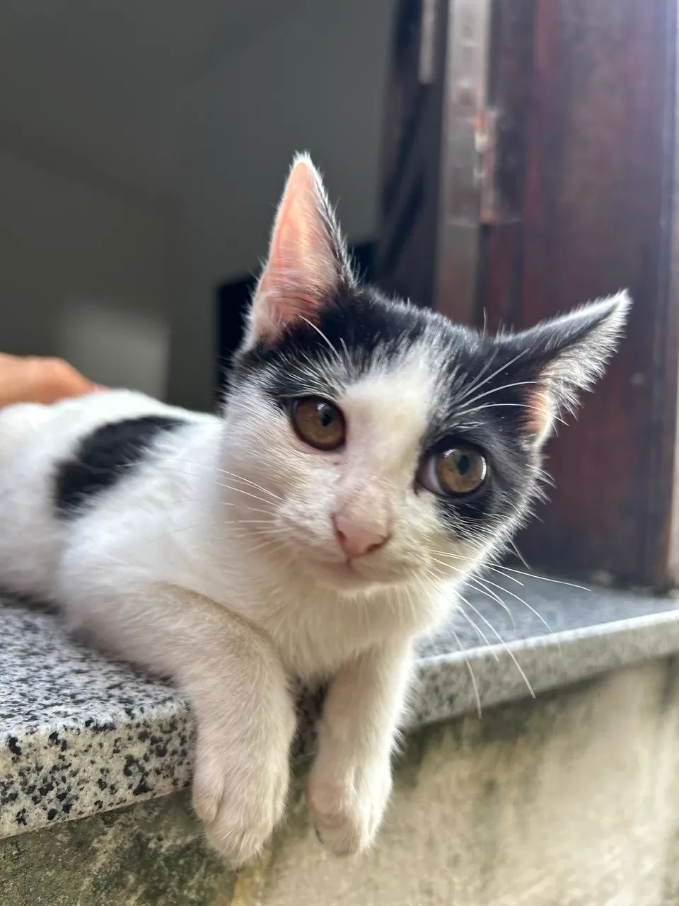 gatinha filhote - Foto 2
