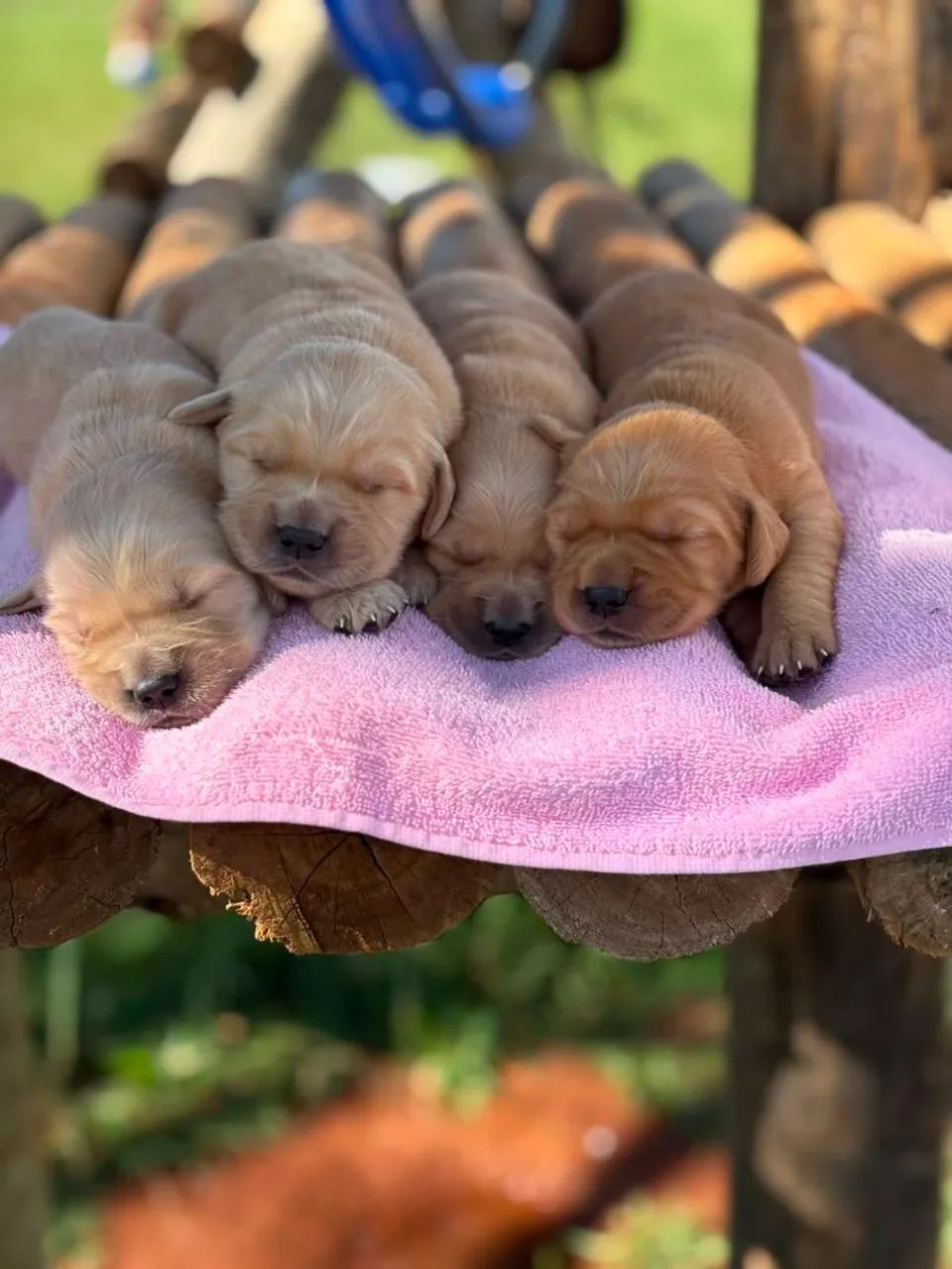 Golden Retriever - LEGÍTIMO puros 