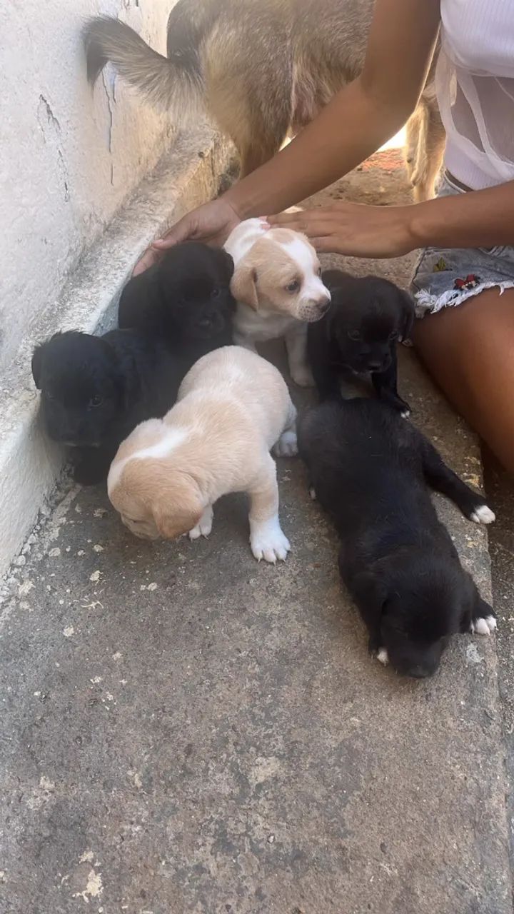 Cachorros para doação - Foto 2