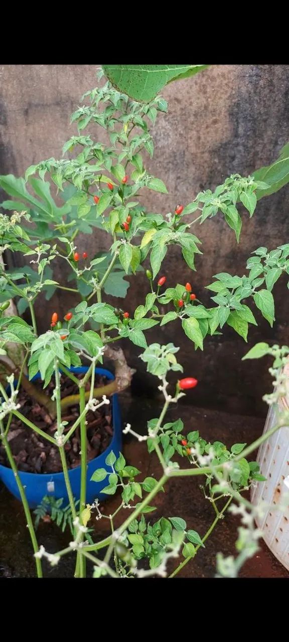 Pé de Pimenta Cumari do Mato  - Foto 3