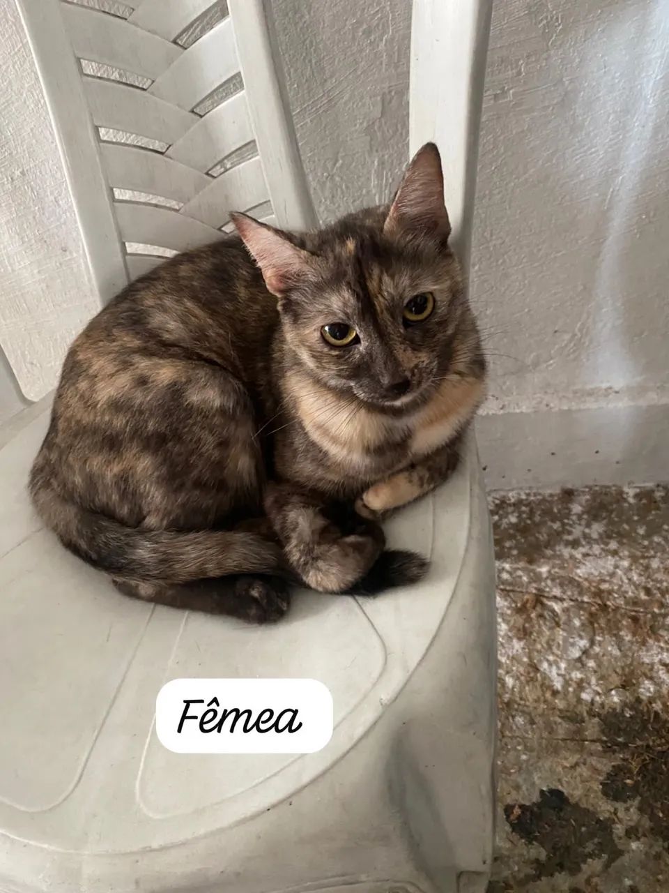 Animais  - Foto 3