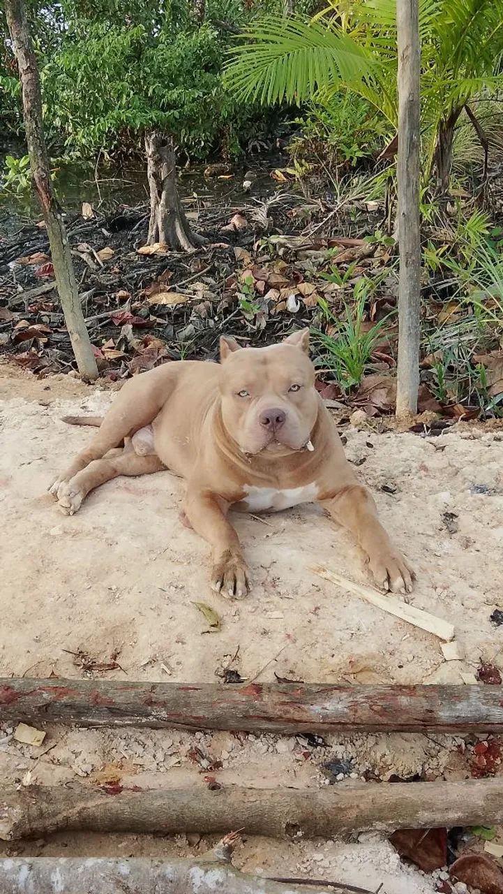 Monster merle" cruza " - Foto 4
