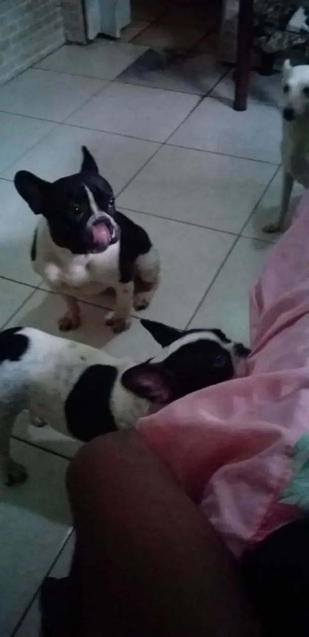 Bulldog Francês 