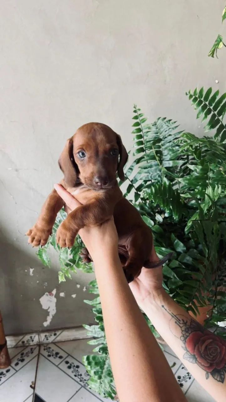 Filhotes dachshund macho - Foto 5