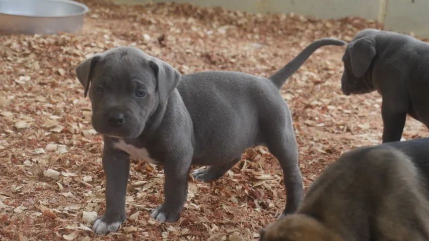 FILHOTE DE CANE CORSO  - Foto 2