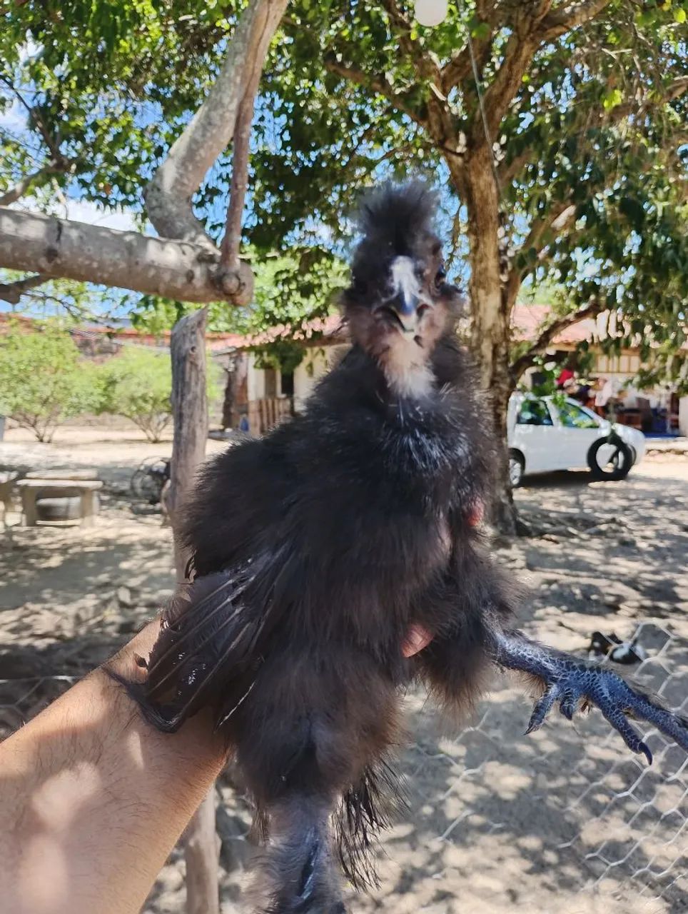 Frango de sedosa e Brahma  - Foto 2