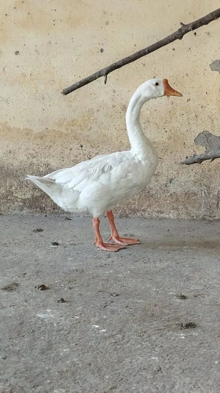 Vendo ganso