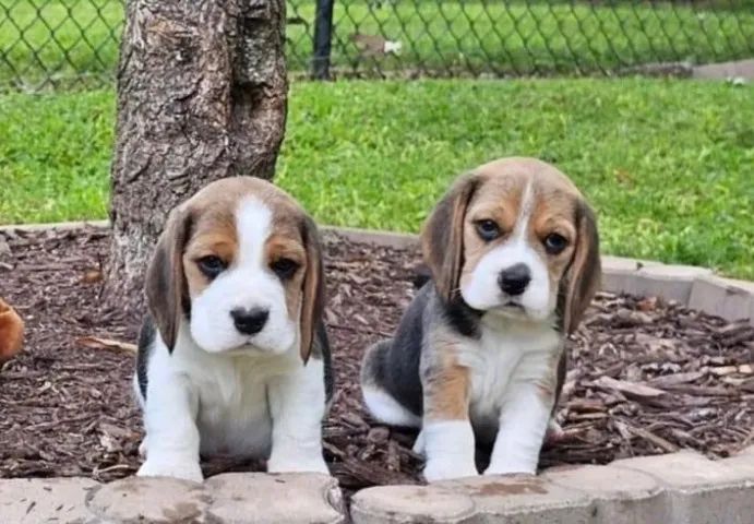 Beagle Mini Filhotes Padrão Excelência. 