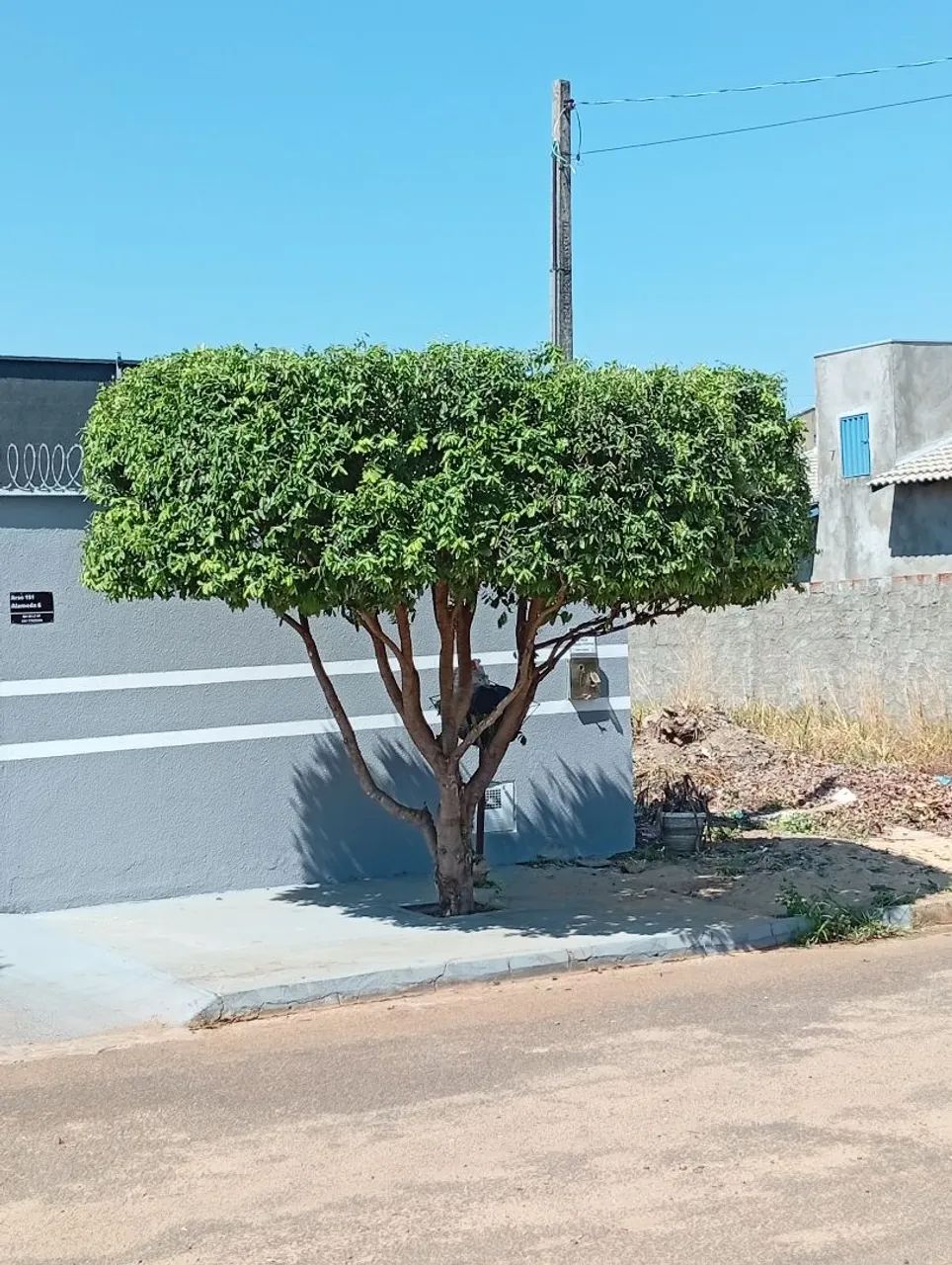 Corte e poda de árvore 