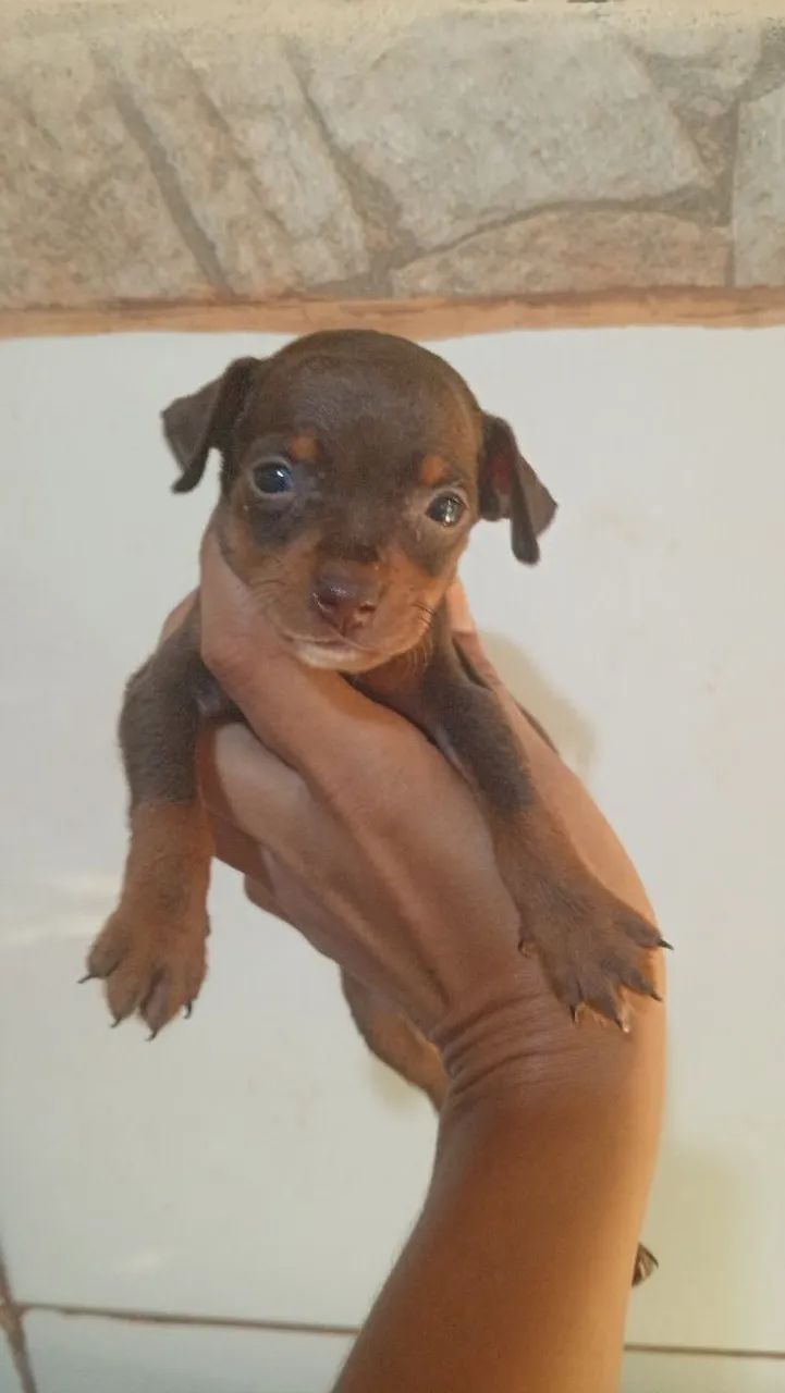 Pinscher chocolate  - Foto 2