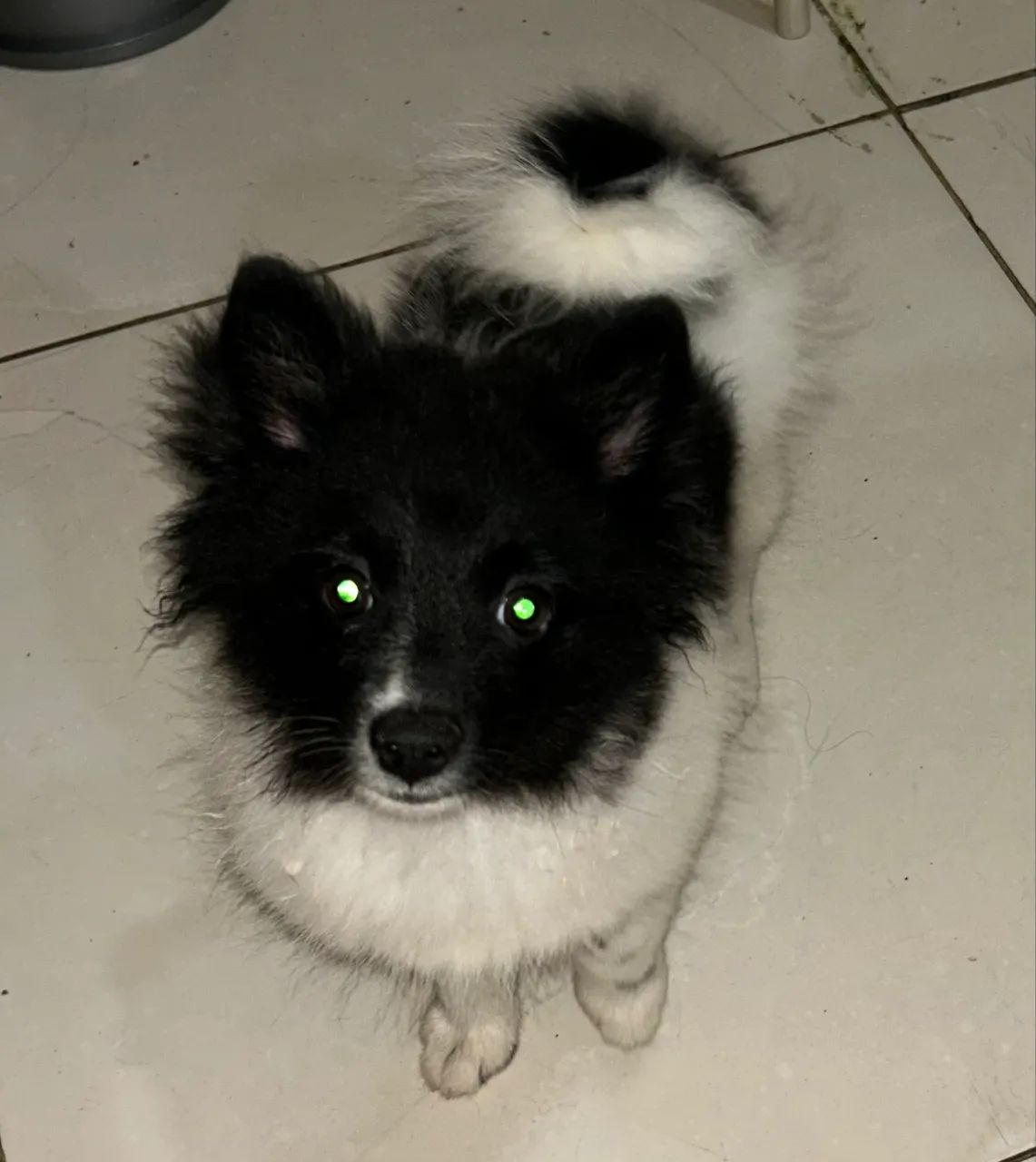 Fêmea de spitz alemã 