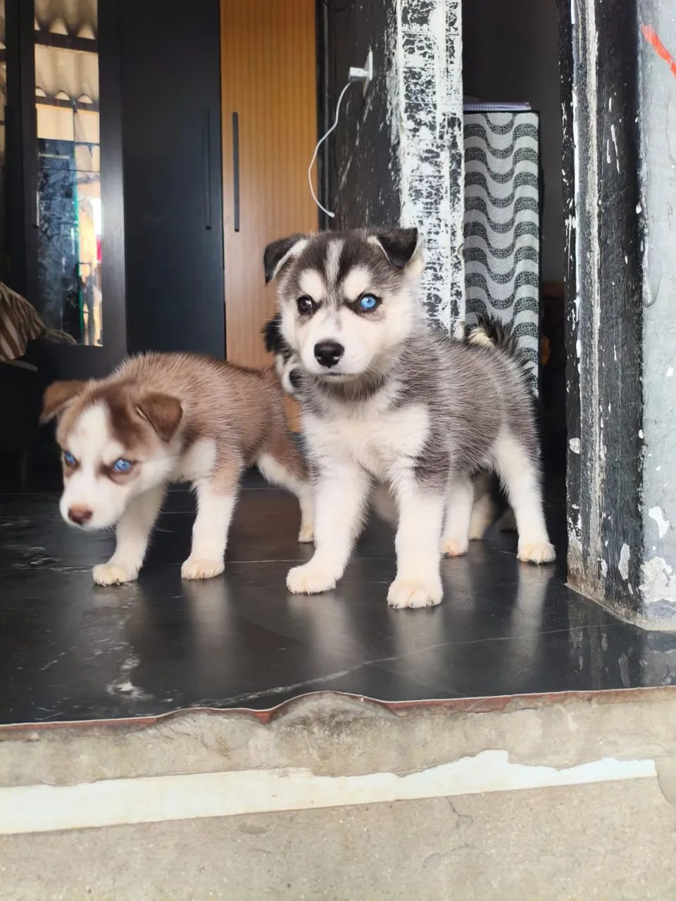 Husk siberiano  - Foto 3