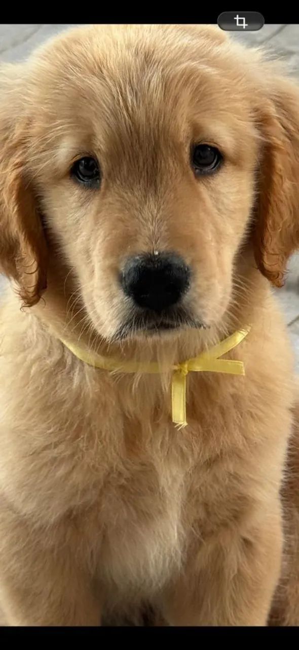 Golden 