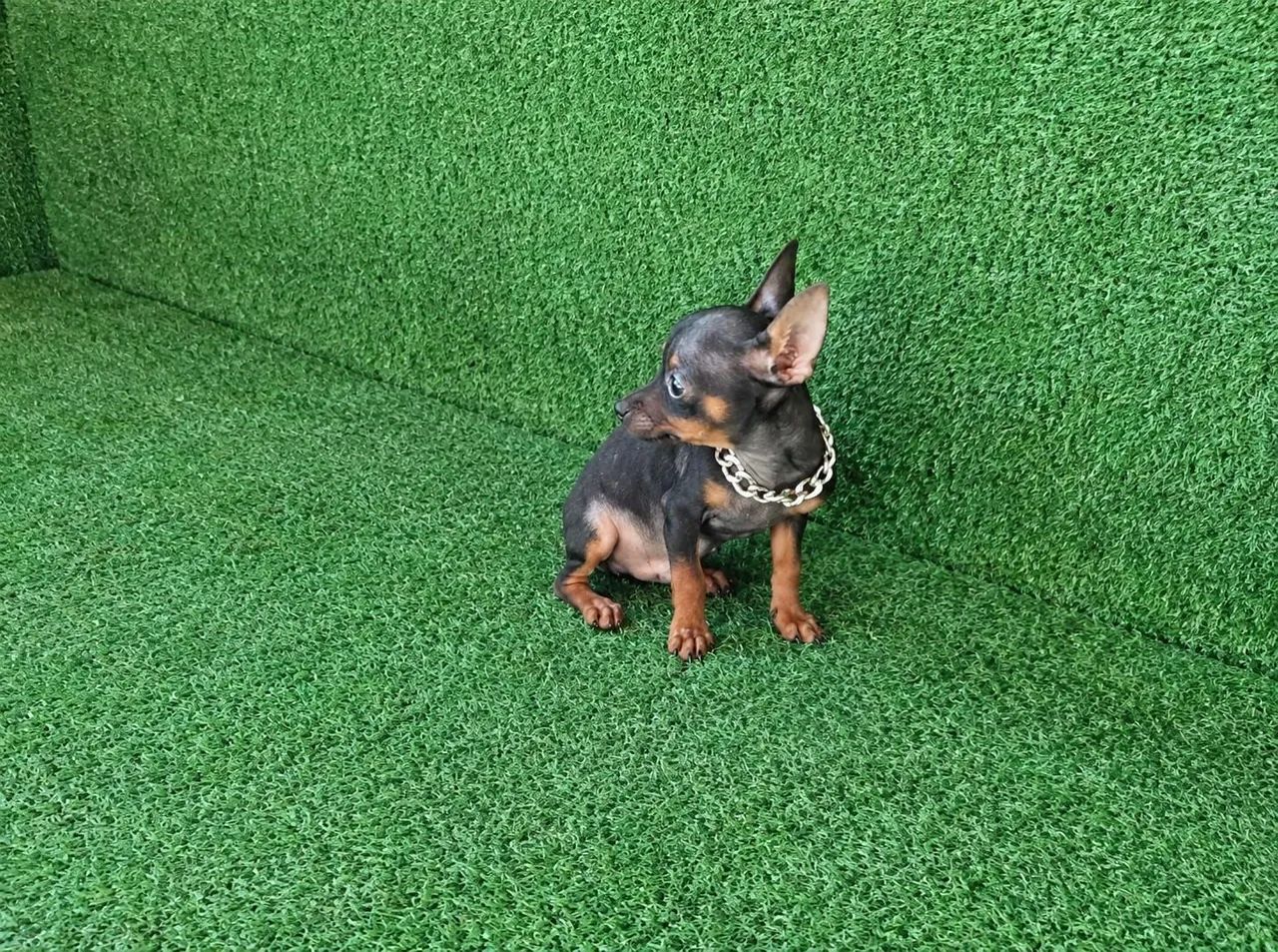 Pinscher vacinação importada 00 - Foto 3