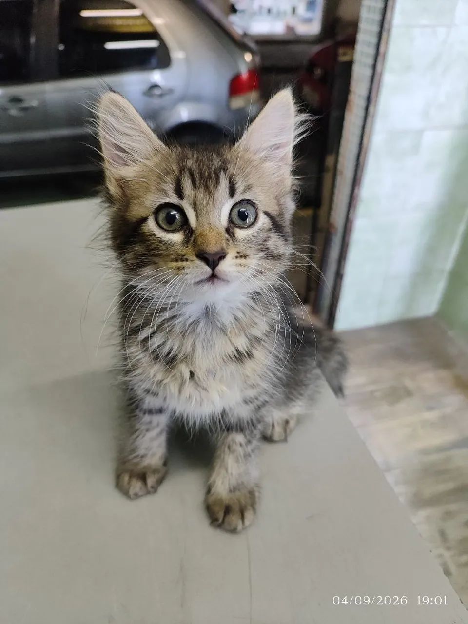 Gata adoção  - Foto 2