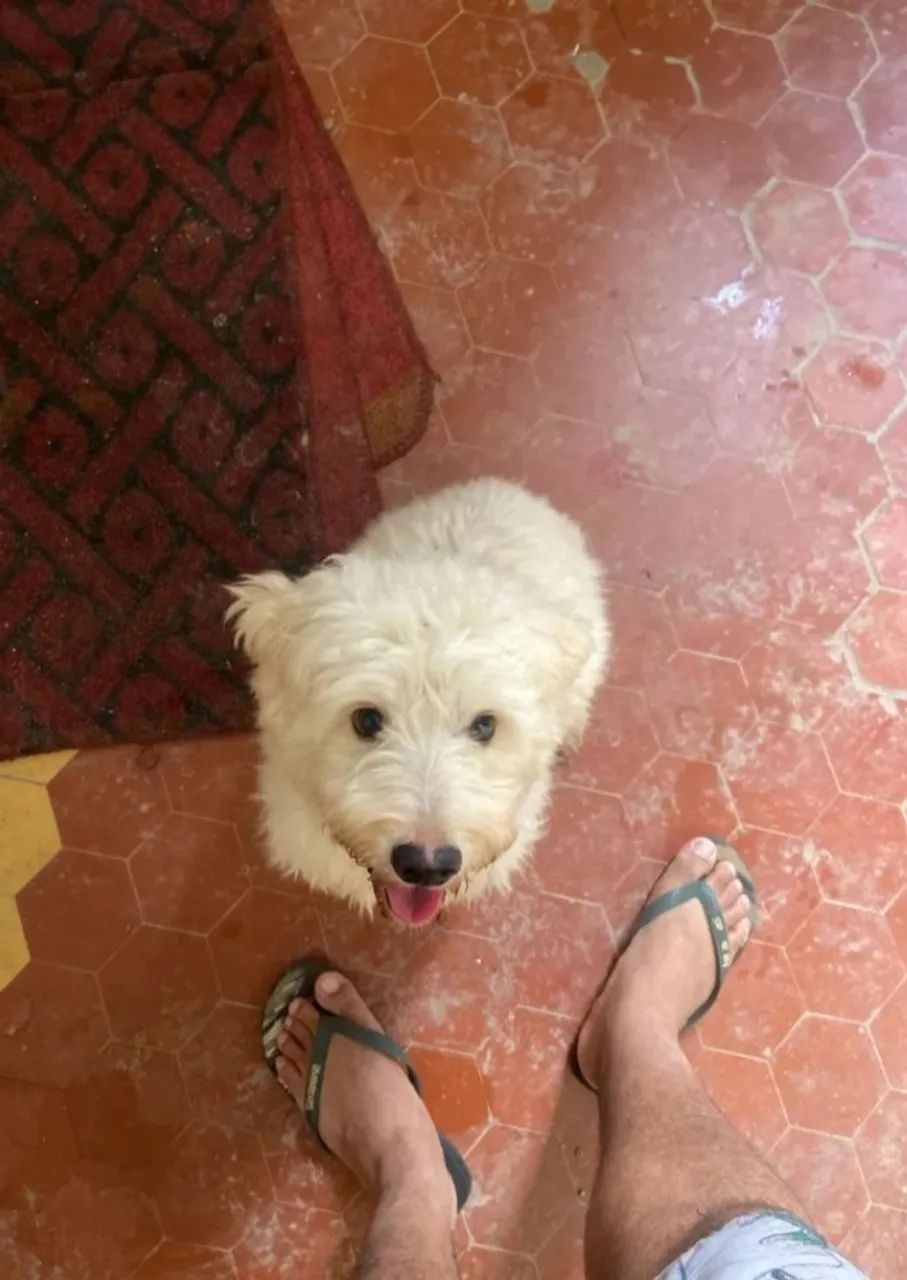 Doação de Poodle 