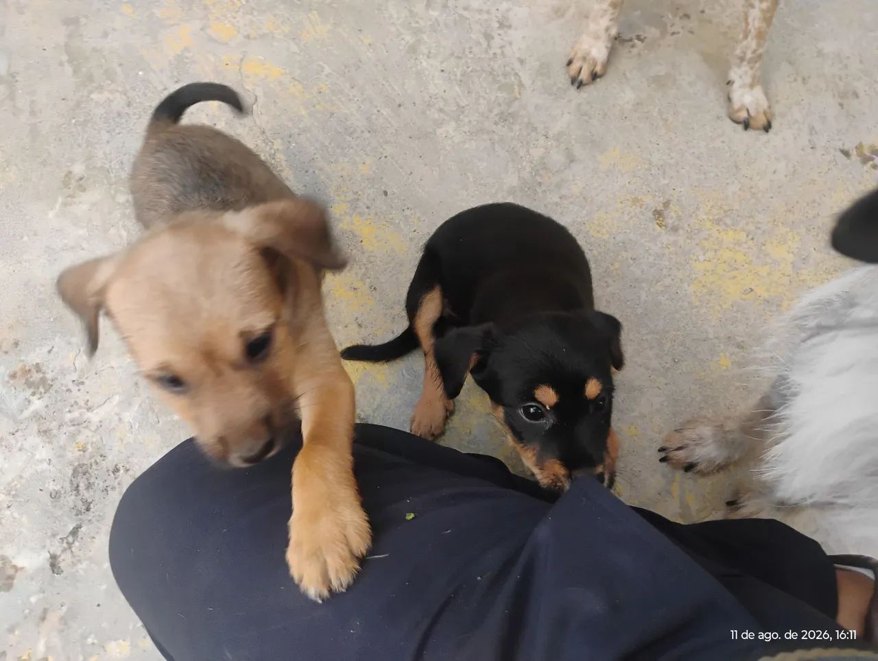 Filhote cão macho srd doação  - Foto 2