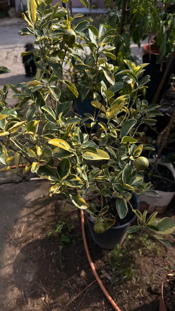 Mudas frutíferas enxertadas produzindo  - Foto 3
