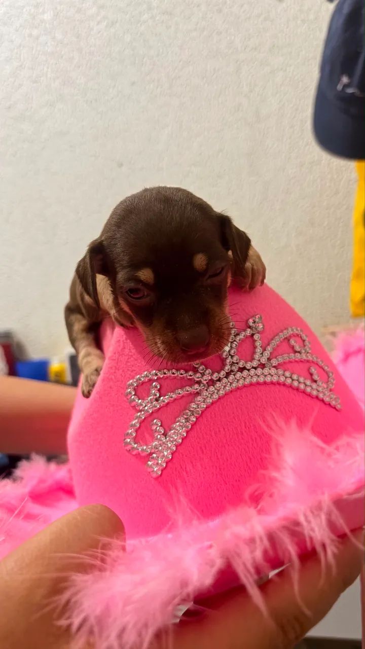 Pinscher Fêmea - Foto 3