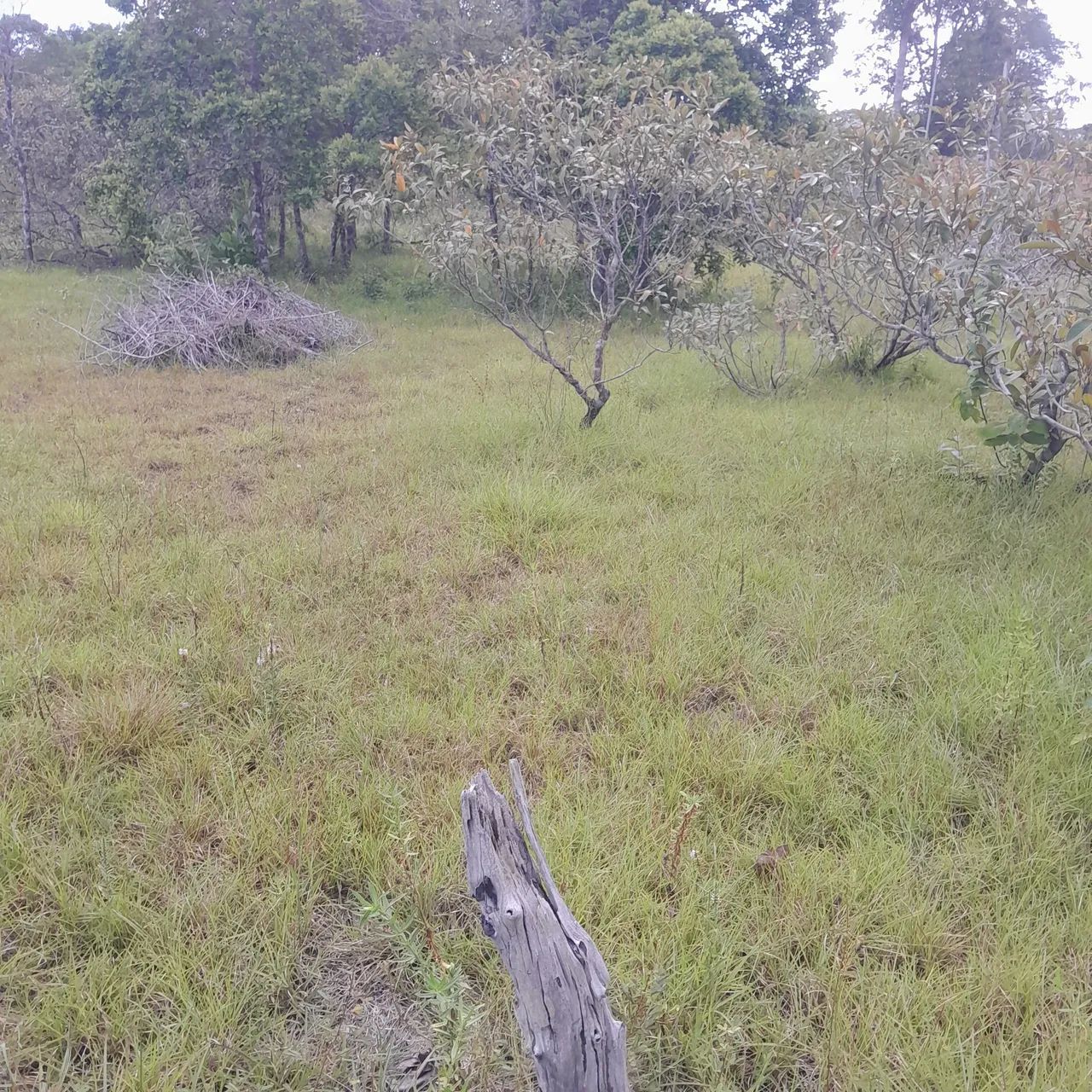 Vendo Terreno em Mosqueiro - Foto 2