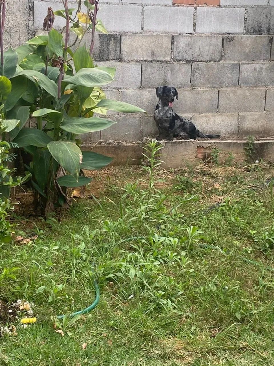 Salsicha procurando namorada