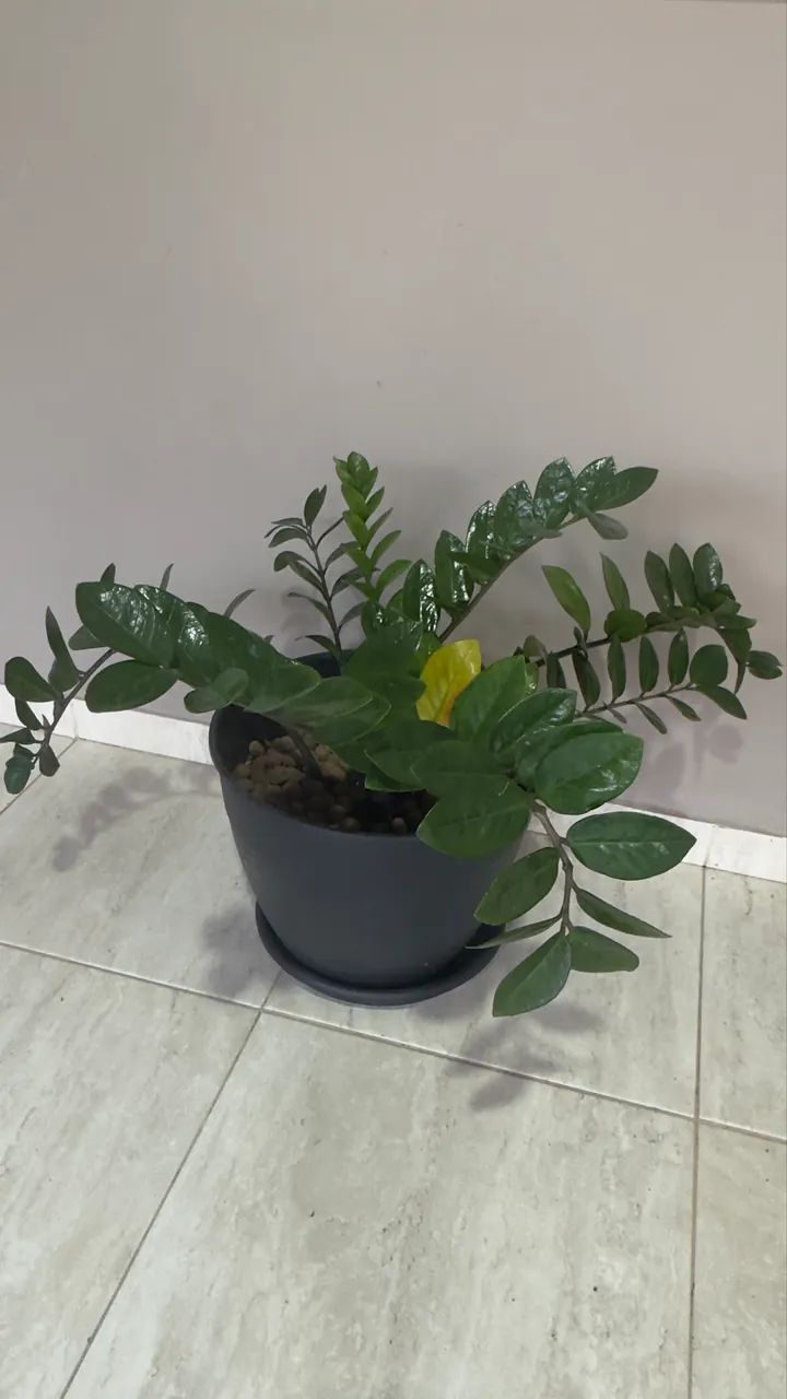 Planta Natural - Foto 2