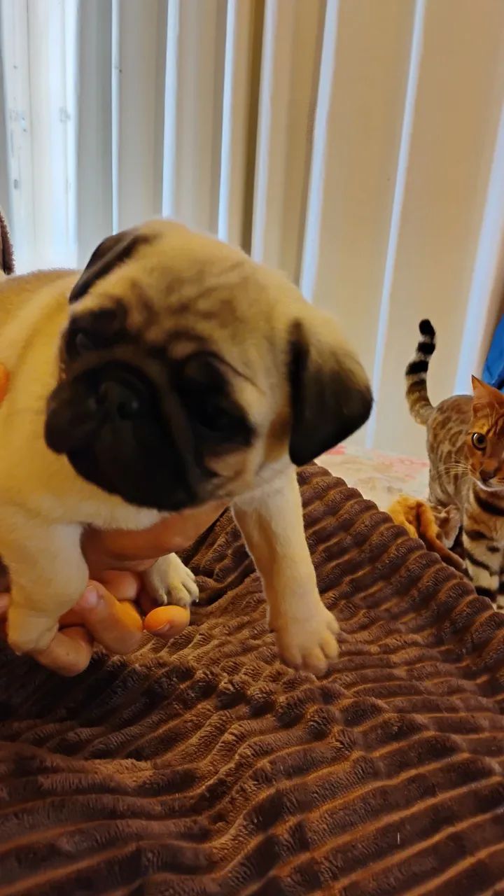 Pug  - Foto 3