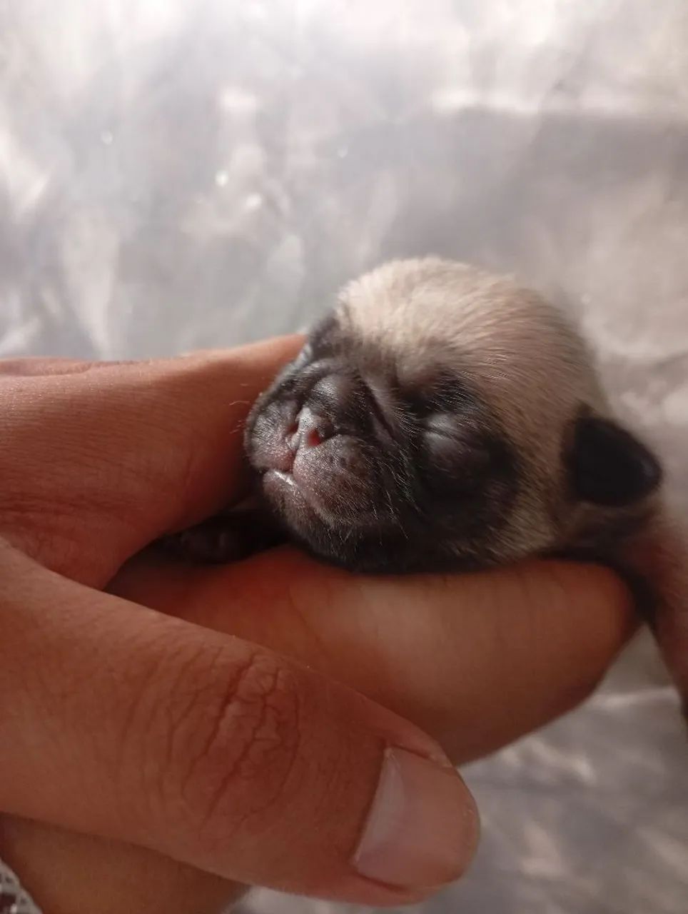 Bebê Pug ( fêmea e macho )  - Foto 3