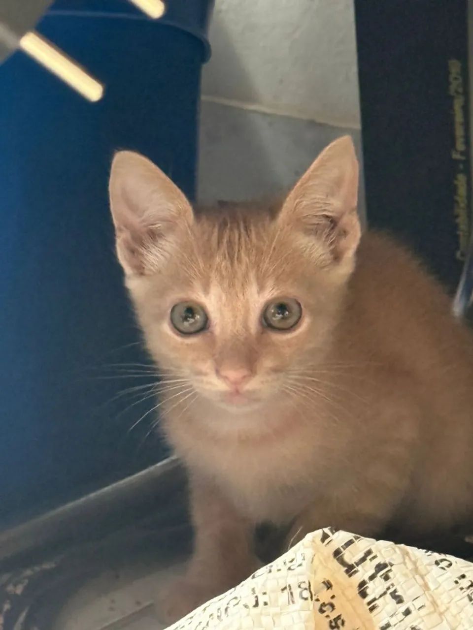 Gatinhos para adoção responsável