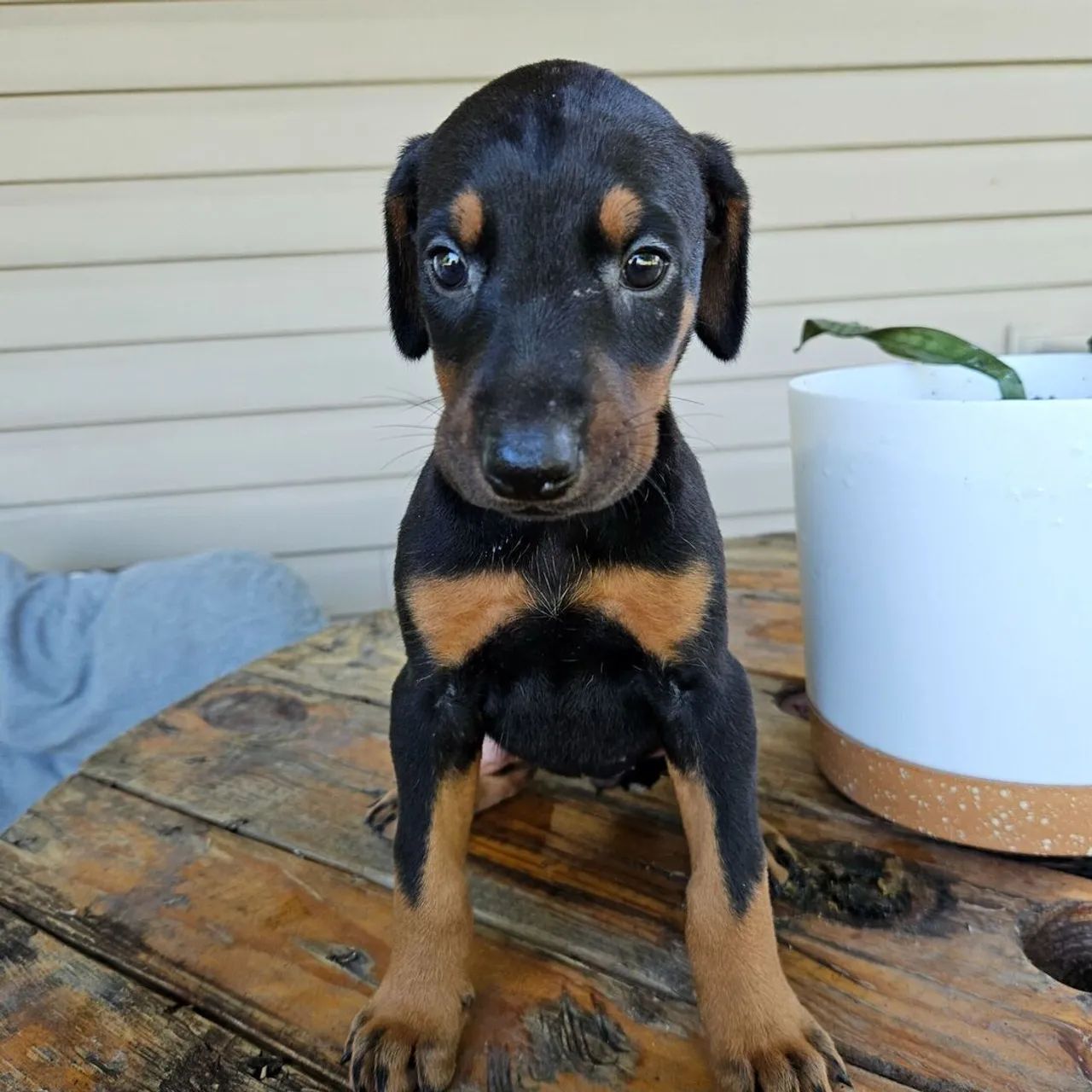 Doberman: Cão mais dedicado e leal 