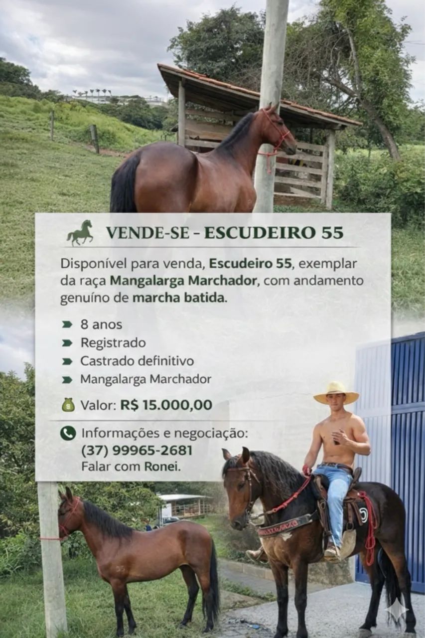 Cavalo - Foto 2
