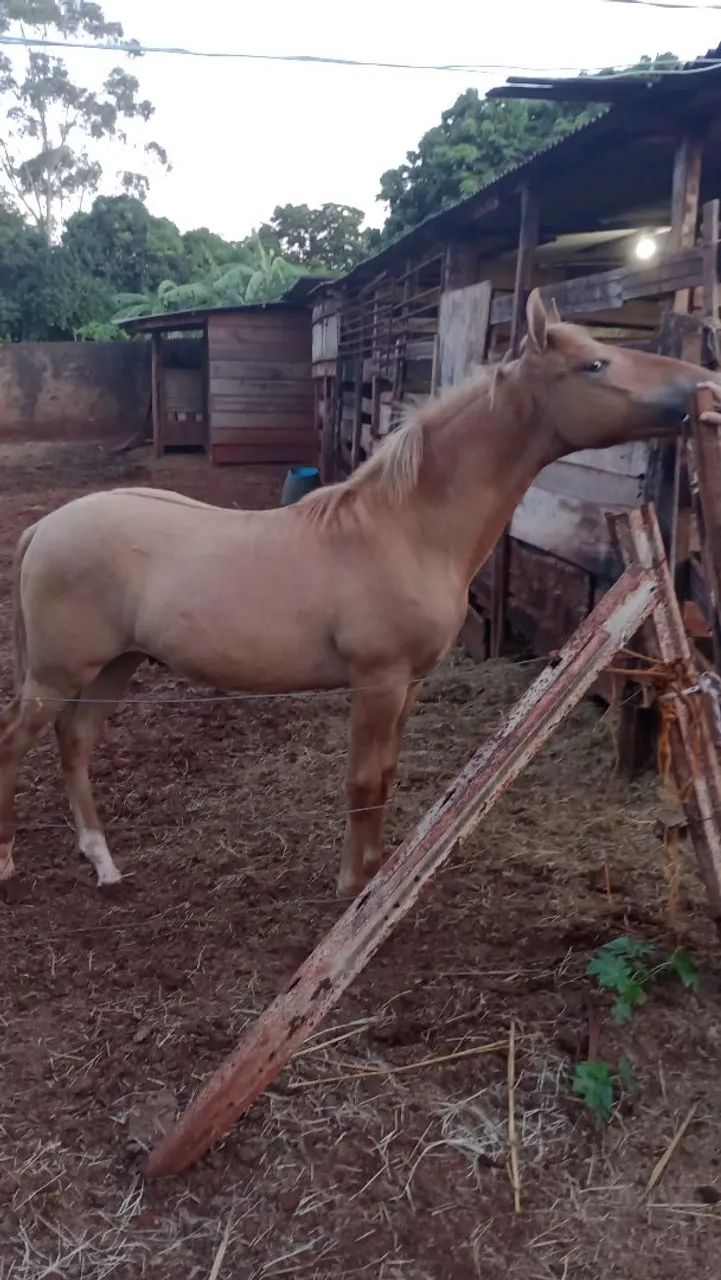 Cavalo 