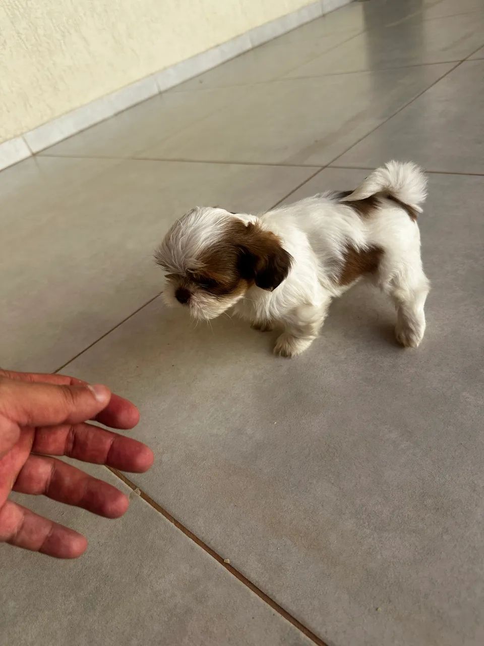 Shih Tzu - Foto 2