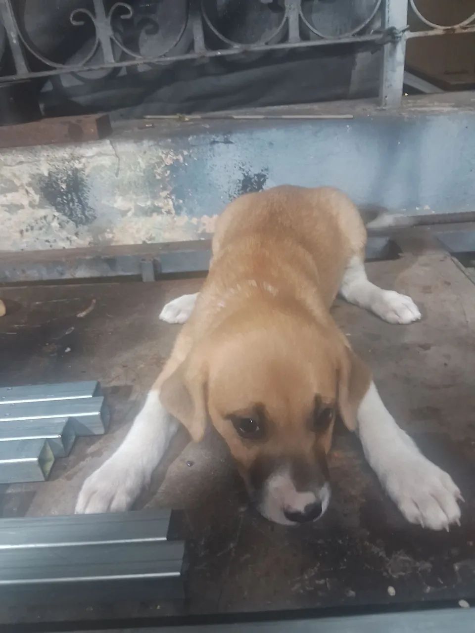 Doação de petz - Foto 2
