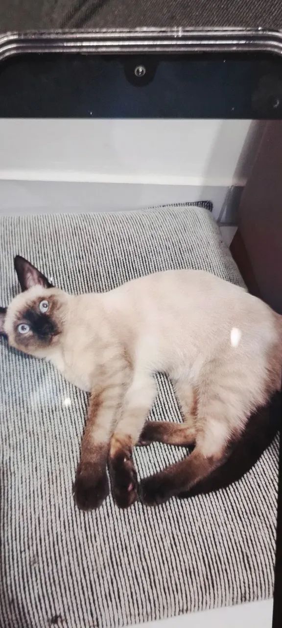 Gato pra adoção 