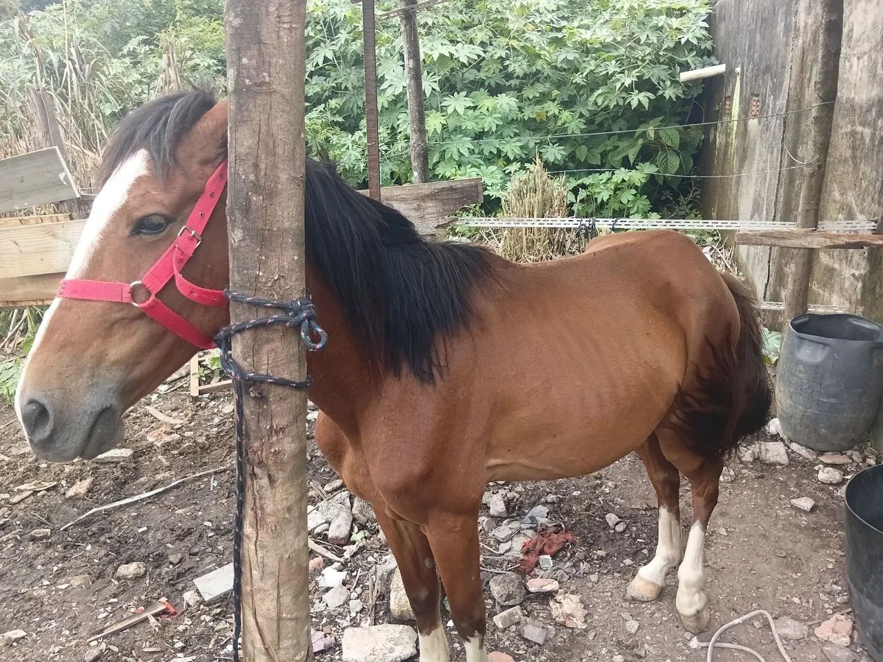 Vendo um cavalo manso dosso uma criança montar ID - Foto 6
