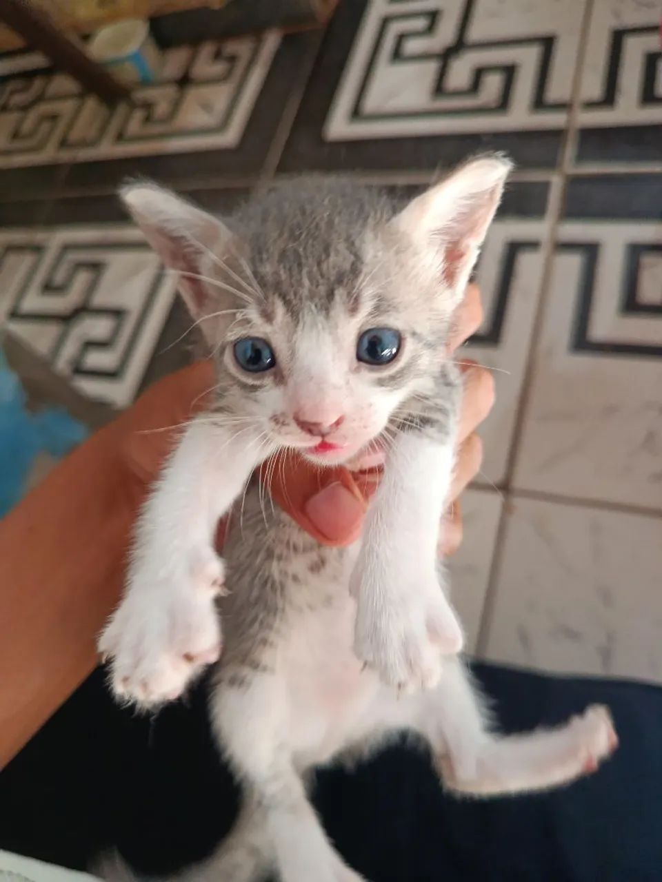 Lindos Gatos 